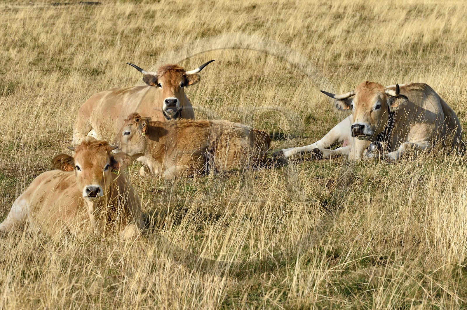 France, Cantal (15), Parc Naturel Régional des Volcans d’Auvergne, col de la Griffoul sur les pentes du Plomb du Cantal, troupeau de vaches de race Aubrac
