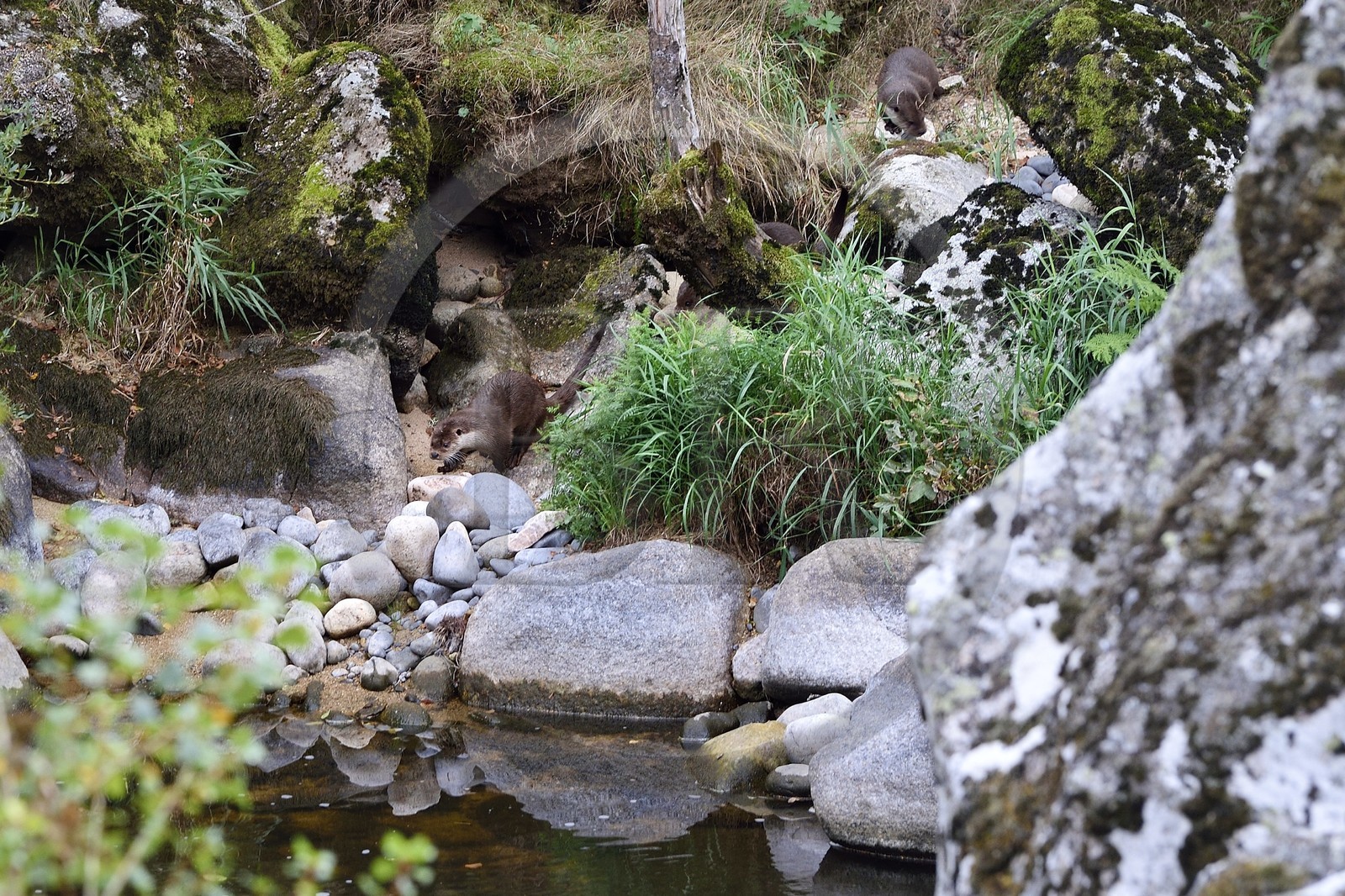 France, Lozère (48), Parc naturel régional de l'Aubrac, Saint-Juéry, les gorges de la rivière Bès, loutres d'Europe (Lutra lutra)