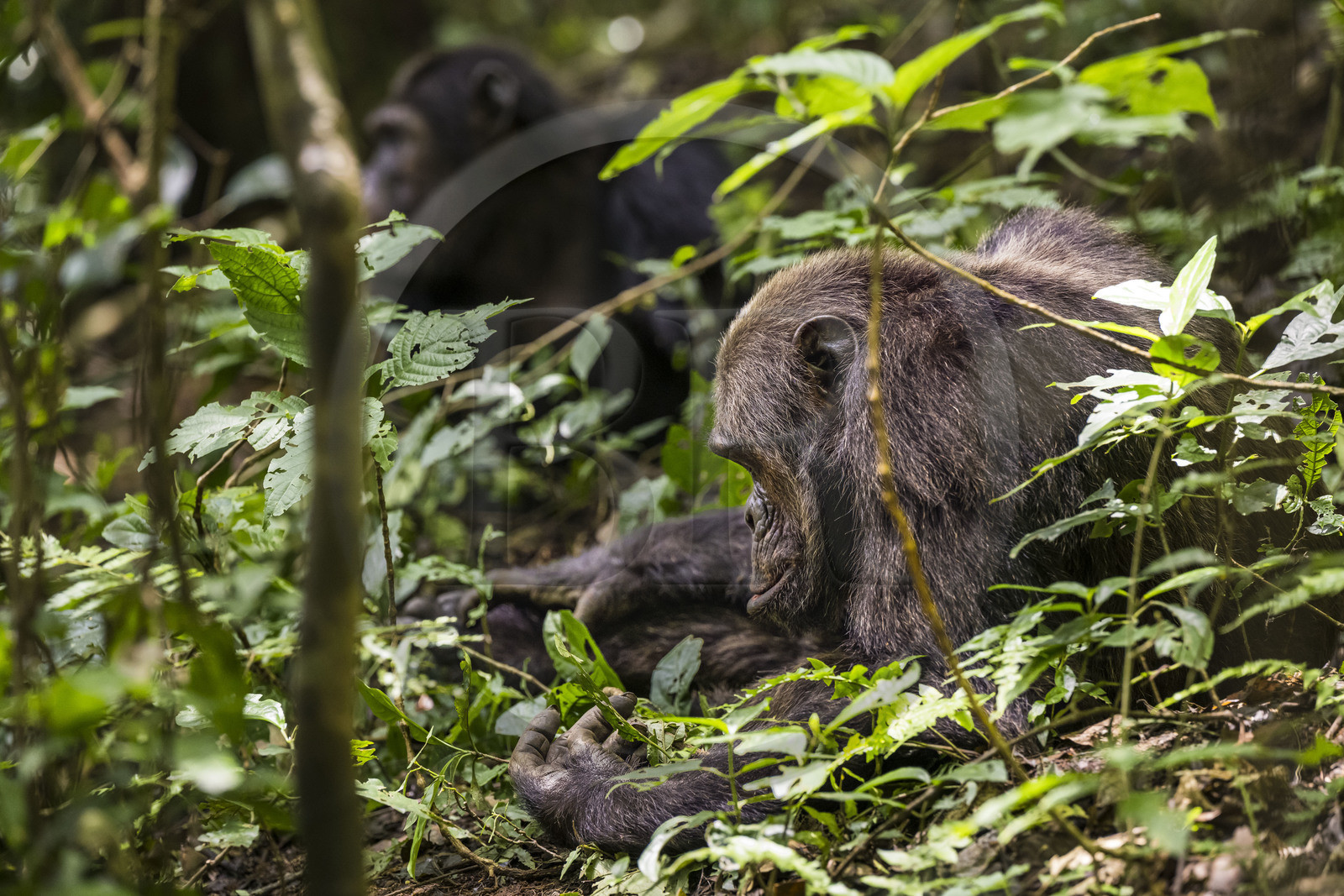 Rwanda, Province de l’Ouest, Nyakabuye, Parc national de Nyungwe, forêt tropicale humide naturelle de Cyamudongo, Chimpanzés commun (Pan Troglodytes)
