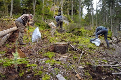 France, Haut-Rhin (68), Thannenkirch, massif du Taennchel, trois bucherons communaux plantant des pins Douglas autours du Rocher des Géants