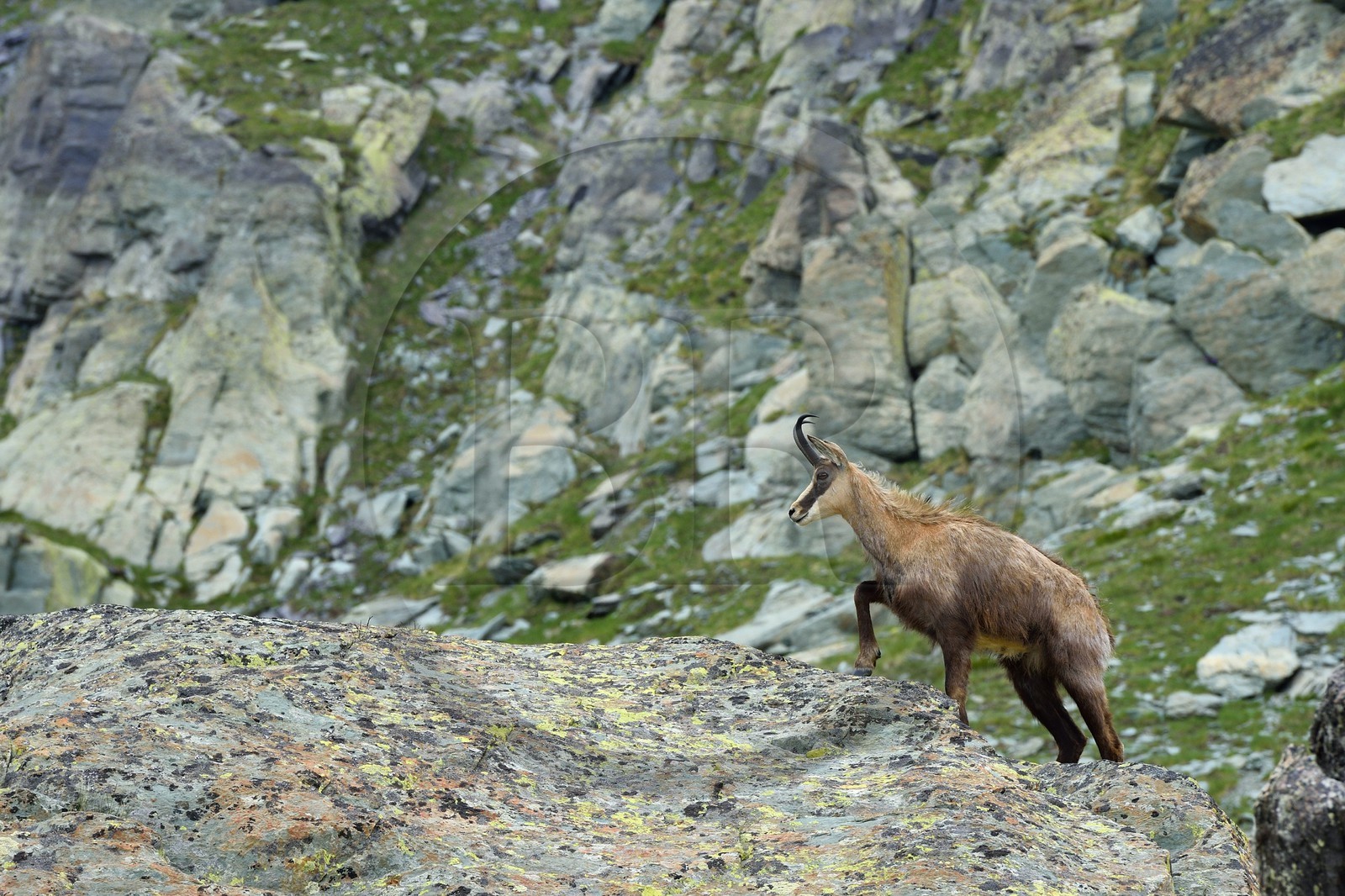 France, Alpes-Maritimes (06), parc national du Mercantour, Vallée des Merveilles vers le Pas de l'Arpette, chamois mâle adulte France, Alpes-Maritimes (06), parc national du Mercantour, Vallée des Merveilles vers le Pas de l'Arpette, chamois mâle adulte