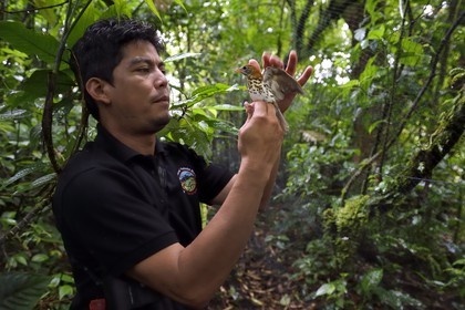 Nicaragua, Granada Department, Mombacho Volcano Nature Reserve, the biologist Roger Mendieta from the NGO foundation Cocibolca with a Wood Thrush (Hylocichla mustelina) caught in his nets for observation