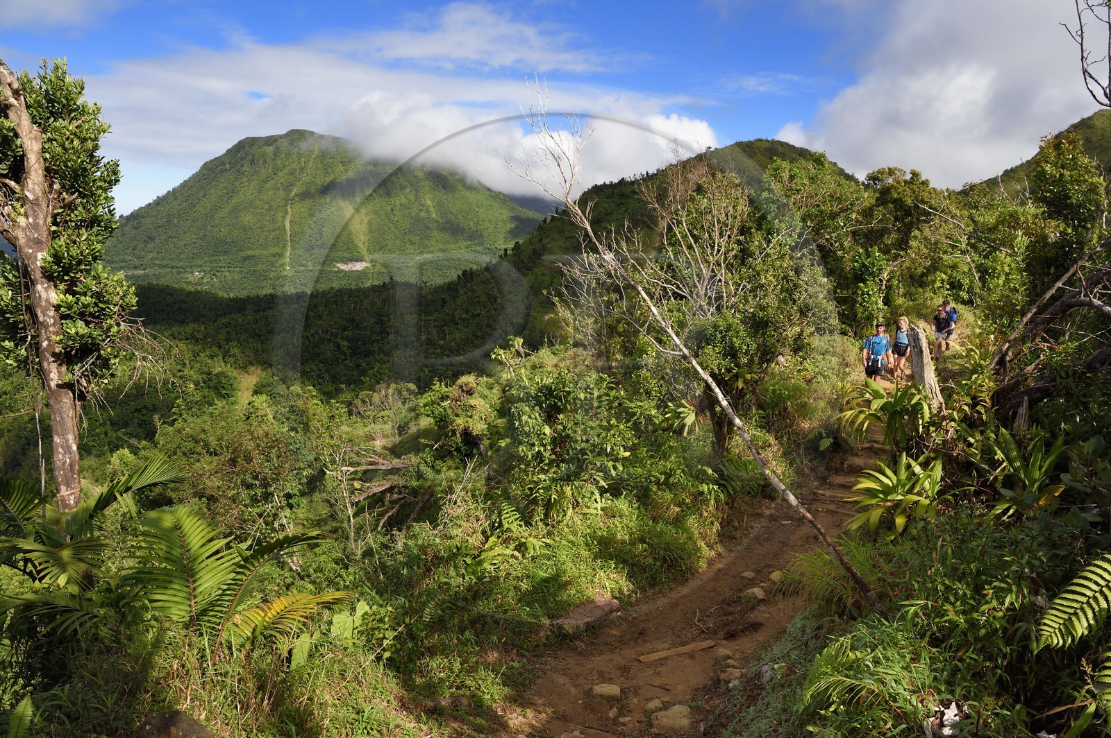 Caraïbes, Ile de la Dominique, Castle Bruce, Parc national du Morne Trois Pitons classé Patrimoine Mondial de l'UNESCO, randonneurs sur le sentier traversant la forêt tropicale et menant à la la Vallée de la Désolation puis au Boiling Lake