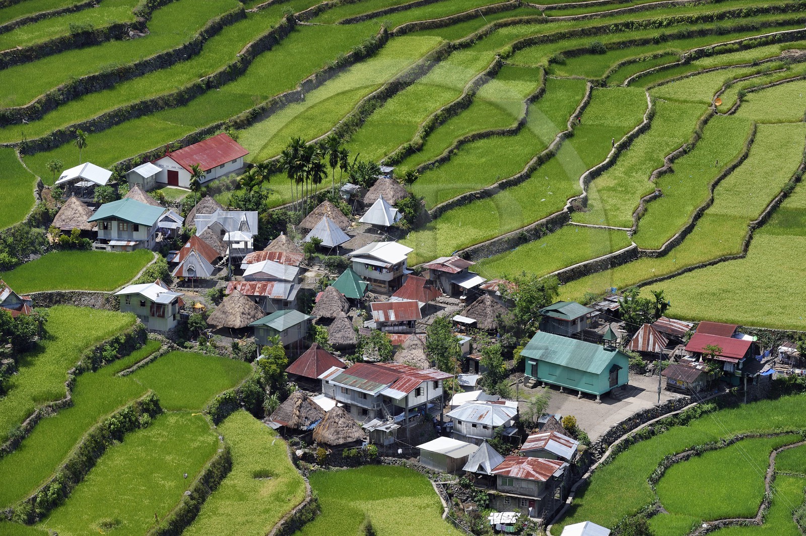 Philippines, province d'Ifugao, les rizières en terrasses de Banaue autour du village de Batad, classées Patrimoine Mondial de l'UNESCO