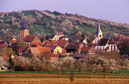 France, Bas Rhin, Kirrwiller, protestant and catholic churches side by side, a typically Alsatian thing