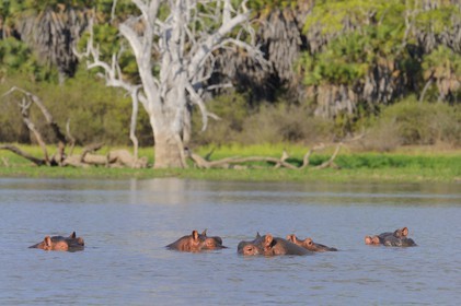 Tanzania, Selous Game Reserve is one of the largest fauna reserves of the world and designated a UNESCO World Heritage Site in 1982, Hippopotamuses on the lake Nzerakera from the Rufiji river