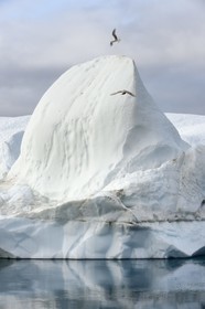 Groenland, cote ouest, baie de Disko, Ilulissat, fjord glacé classé Patrimoine Mondial de l'UNESCO qui est l’embouchure maritime du glacier Sermeq Kujalleq