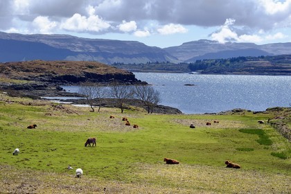 Royaume-Uni, Ecosse, Highland, Hébrides intérieures, Ile de Mull, vaches de race Highland