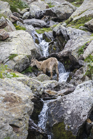 France, Alpes-Maritimes, Parc National du Mercantour (Mercantour national park), Haute Vesubie, Saint Martin Vesubie, Val du Haut Boréon, female Alpine ibex (Capra ibex) near Lake Trecolpas