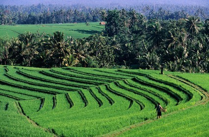 Indonésia, Bali island, terraced rice fields trip down hillside in Soka area