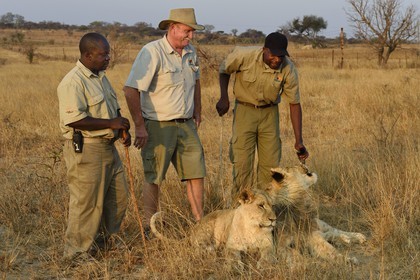 Zimbabwe, province des Midlands, Gweru, Antelope Park qui abrite ALERT (African Lion and Environmental Research Trust), marche à pied en compagnie de lions dans la brousse, le managing director Gary Jones et des guides - dresseurs