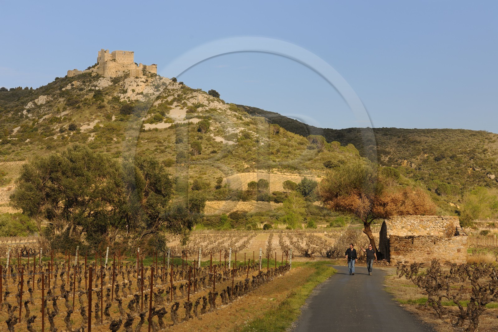 France, Aude (11), ruines du château cathare d’Aguillar dominant les vignes de Tuchan dans les Corbières