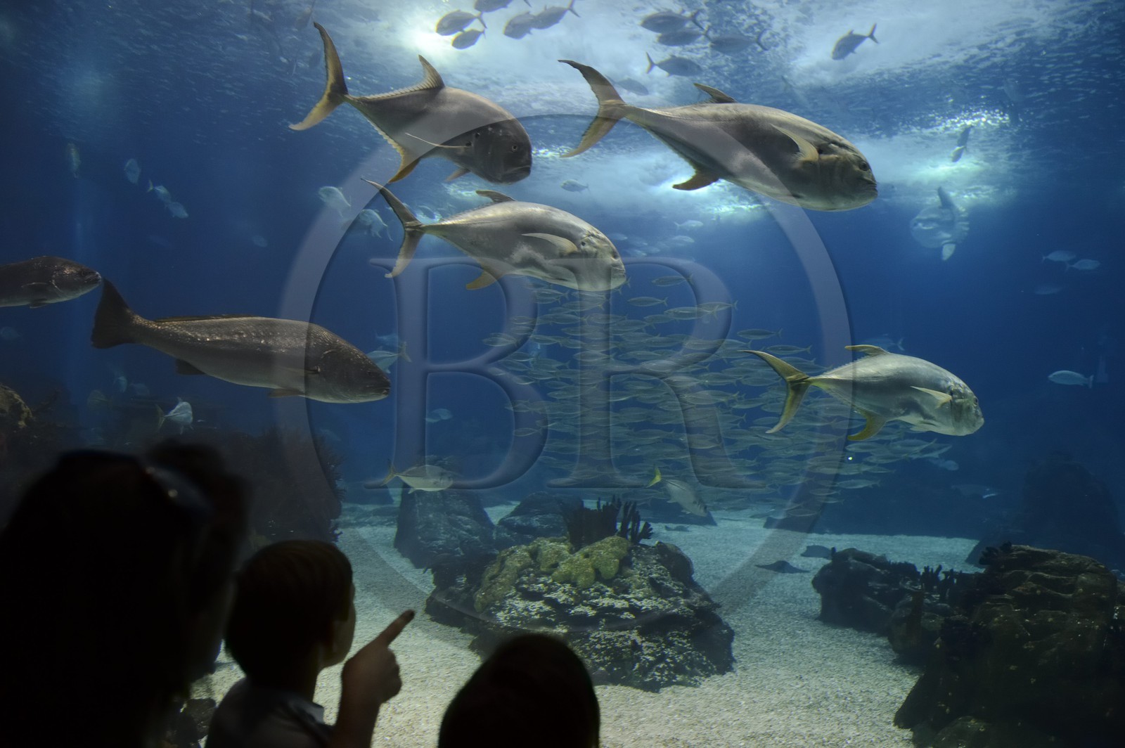 Portugal, Lisbonne, Parque das Nações (Parc des nations) construit pour l'exposition universelle de 1998, Oceanário (Oceanarium), aquarium