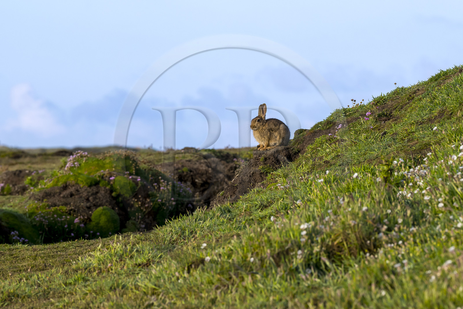 France, Finistère (29), Mer d'Iroise, Ile d'Ouessant, Pointe de Kadoran, de nombreux lapins sont visibles sur l'Ile