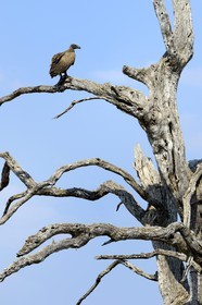 Zimbabwe, province de Matabeleland septentrional, parc national Hwange, jeune vautour africain (gyps africanus)
