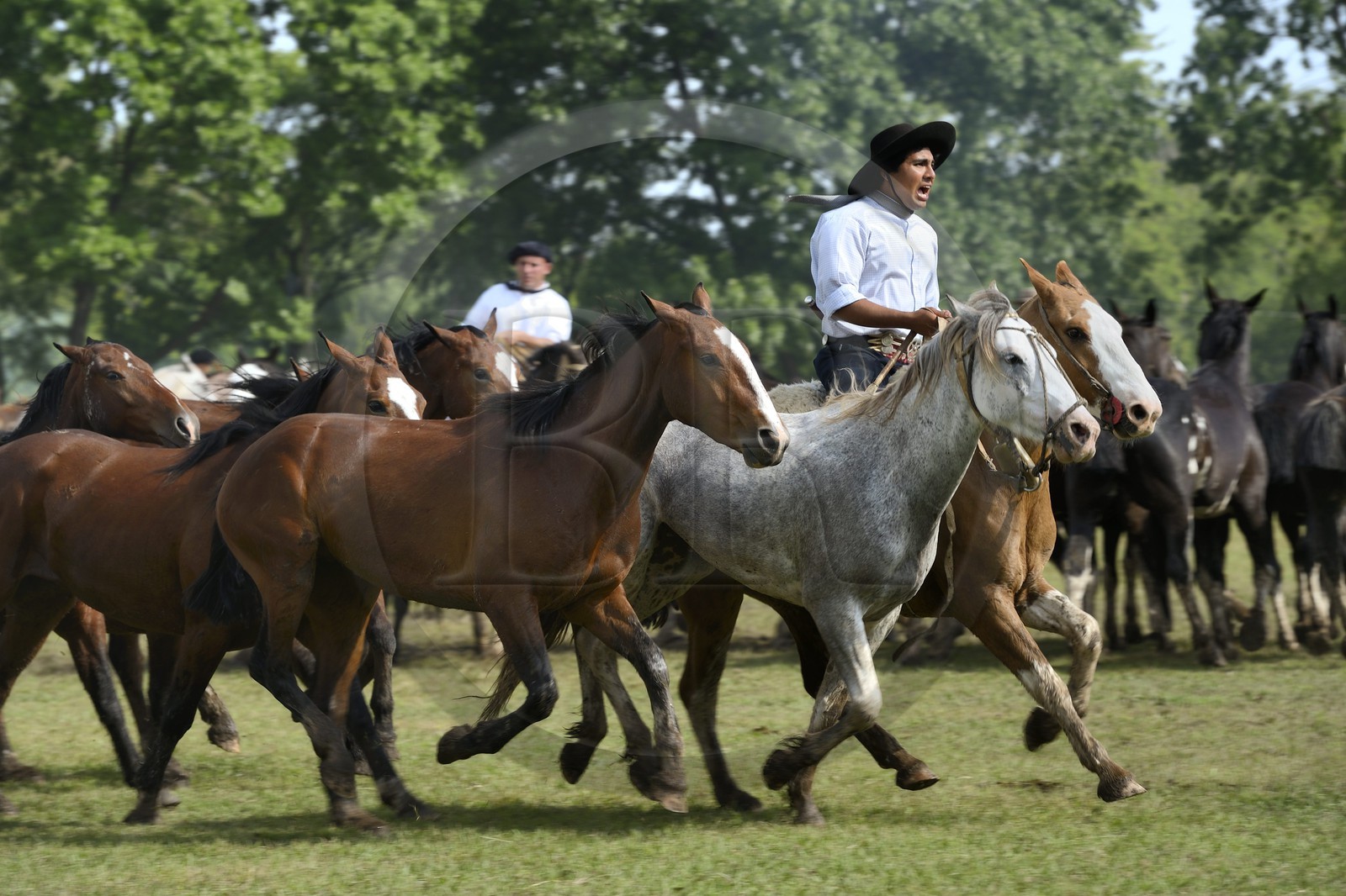 Argentina, Buenos Aires Province, San Antonio de Areco, Tradition Day festival (Dia de Tradicion), matched-together horse herds (Entrevero de tropillas)