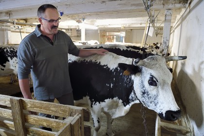 France, Haut Rhin, Kruth, ferme auberge marcaire du Schafert (farmhouse inn Schafert), the milking of Vosges cows