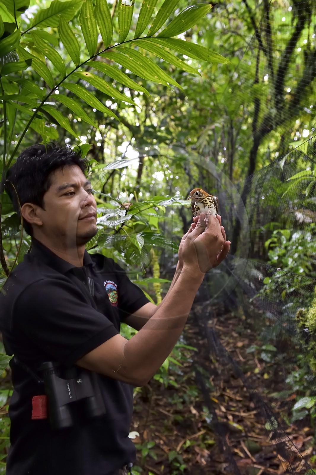 Nicaragua, département de Granada, Réserve naturelle du volcan Mombacho, le biologiste Roger Mendieta de l'ONG fondation Cocibolca ayant attrapé une Grive des bois (Hylocichla mustelina) dans ses filets pour observation