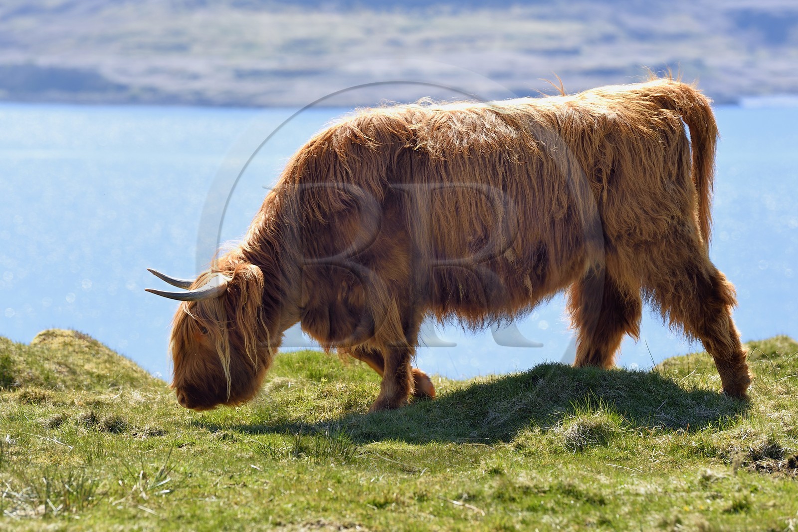 Royaume-Uni, Ecosse, Highland, Hébrides intérieures, Ile de Mull, vache de race Highland