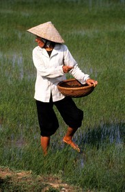Vietnam, farmer sowing in the rice fields