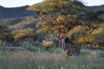 Namibia, Khomas region, north of Windhoek, Okapuka Ranch, greater kudu (Tragelaphus strepsiceros) in the tall grass