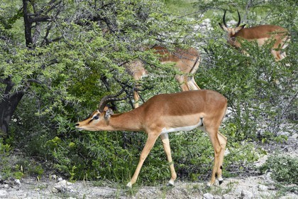 Namibia, Oshikoto region, Etosha National Park, male Black-faced Impala (Aepyceros melampus petersi)