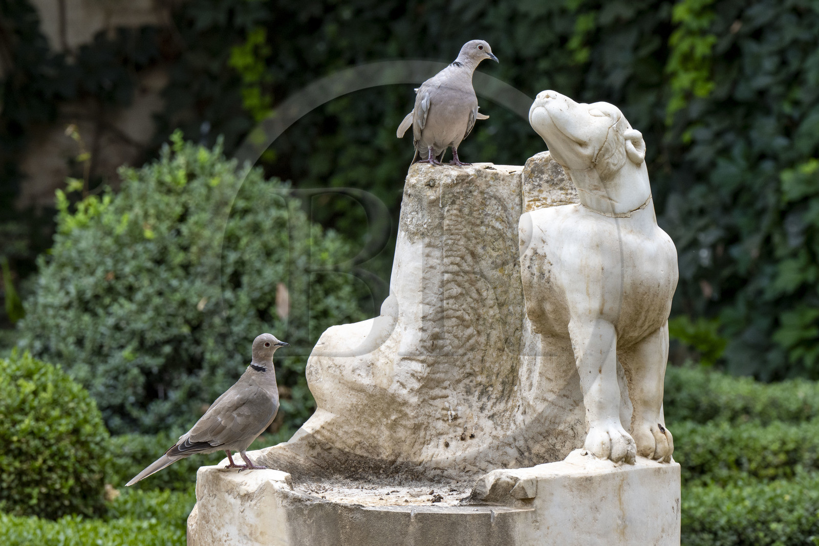 Espagne, Andalousie, Séville, la Casa de Pilatos (la maison de Pilate), palais de style mudéjar, tourterelle complice avec une statue de chien