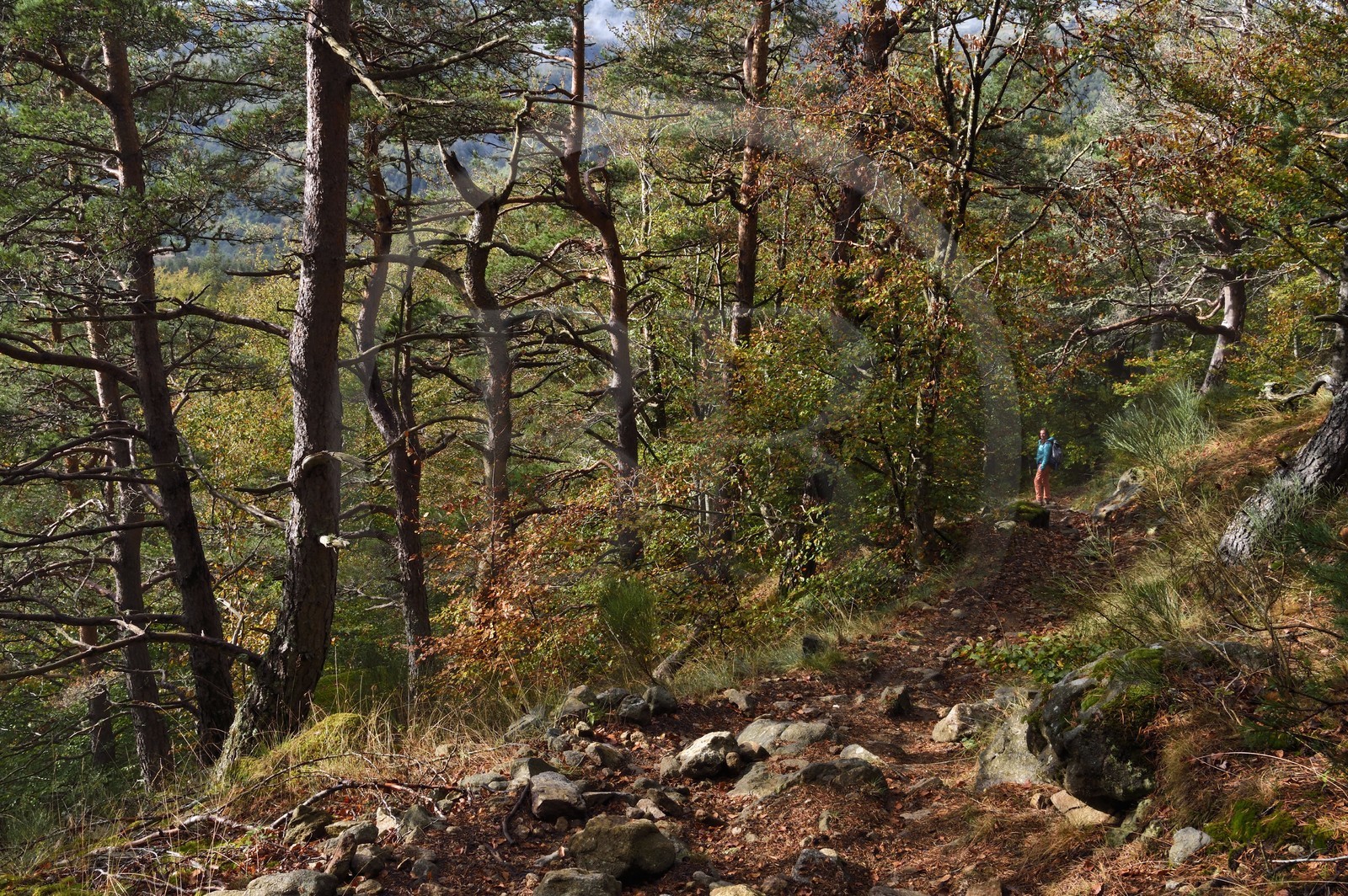 France, Ardèche (07), parc naturel régional des Monts d'Ardèche, massif du Mézenc, forêt de Lac-d'Issarlès, randonneuse sur le sentier menant belvédère de Rang Goutier au sommet de Montchamp