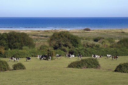 France, Calvados (14), Ver-sur-Mer, troupeau de vaches à l'arrière de Gold Beach