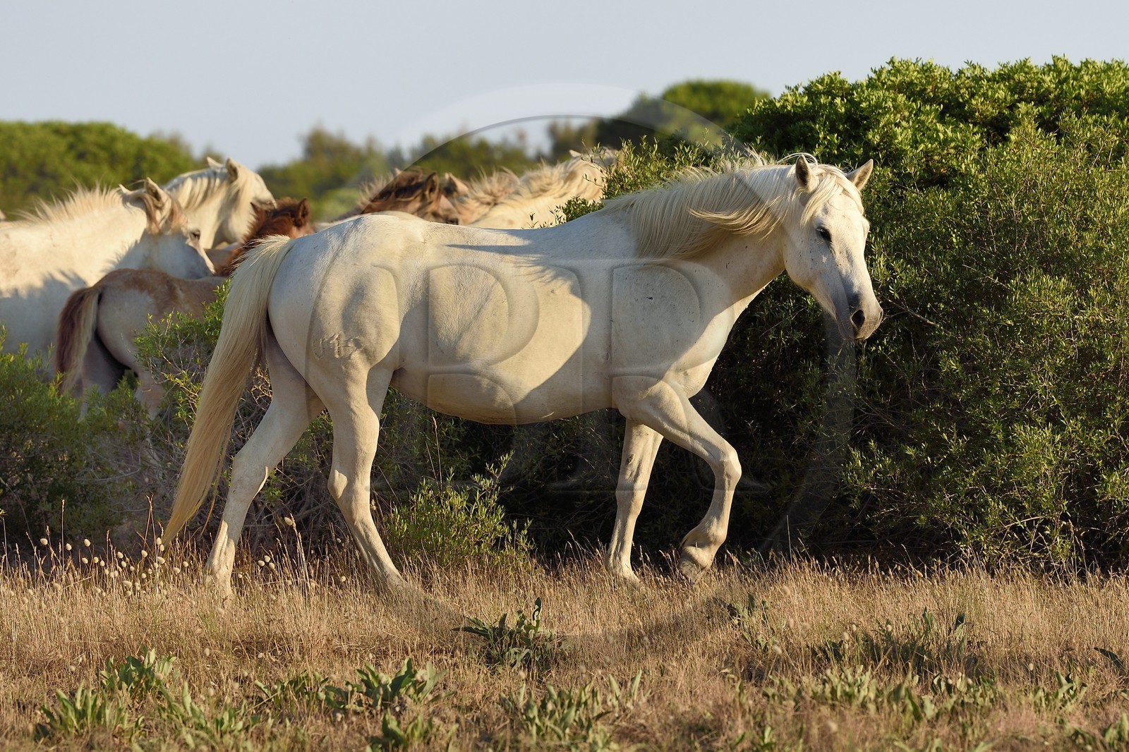 France, Bouches-du-Rhône (13), Parc naturel régional de Camargue, vers l'étang de Malagroy, manade Jacques Mailhan, cheval de Camargue dans la sansouire France, Bouches-du-Rhône (13), Parc naturel régional de Camargue, vers l'étang de Malagroy, manade Jacques Mailhan, cheval de Camargue dans la sansouire