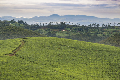 Rwanda, Province de l’Ouest, Gisuma, cueillette du thé dans une plantation de thé, les montagnes de la République démocratique du Congo en arrière plan