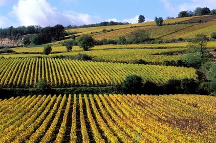 France, Côte-d'Or (21), le vignoble de Nolay
