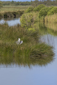 France, Gard, Aigues-Mortes, Saint-Laurent-d'Aigouze, the Petite Camargue, gray heron (Ardea cinerea) drying its feathers in the sun