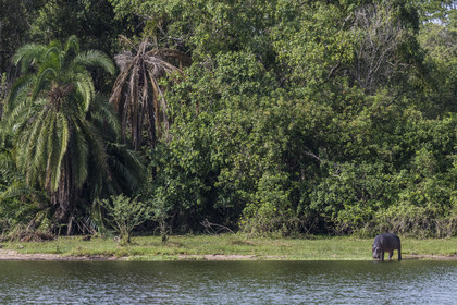 Rwanda, Parc national de l'Akagera, le lac Ihema, Hippopotame (Hippopotamus amphibius) en bordure du lac