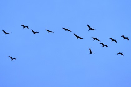 France, Indre, Berry, Parc Naturel Regional de la Brenne (Natural Regional Park of La Brenne), Rosnay, Red Sea pond (etang de la Mer Rouge), Common Crane (Grus grus), flight at sunset