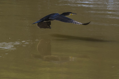 France, Gard, Petite Camargue at Aigues-Mortes, Great Cormorant (Phalacrocorax carbo) or Common Cormorant
