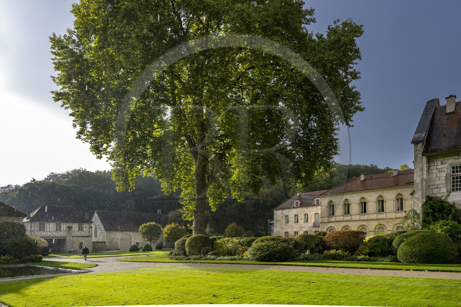 France, Côte-d'Or (21), Marmagne, l'abbaye cistercienne de Fontenay classée au Patrimoine Mondial de l'UNESCO, l'imposant platane planté vers 1780 d'une hauteur de 37m et de 6m de circonférence, la porterie en arrière plan