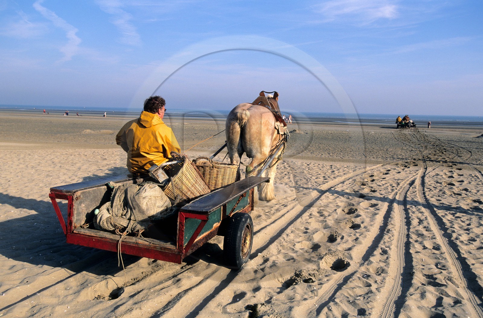 Belgique, Flandre-Occidentale, plage de Oostduinkerke, les pêcheurs de crevettes à cheval tractant leurs chariots sur la plage