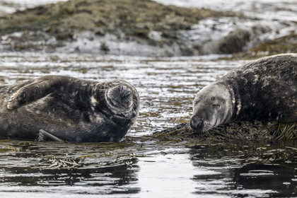 France, Finistère, Penmarch, Étocs archipelago, gray seal (halichoerus grypus)