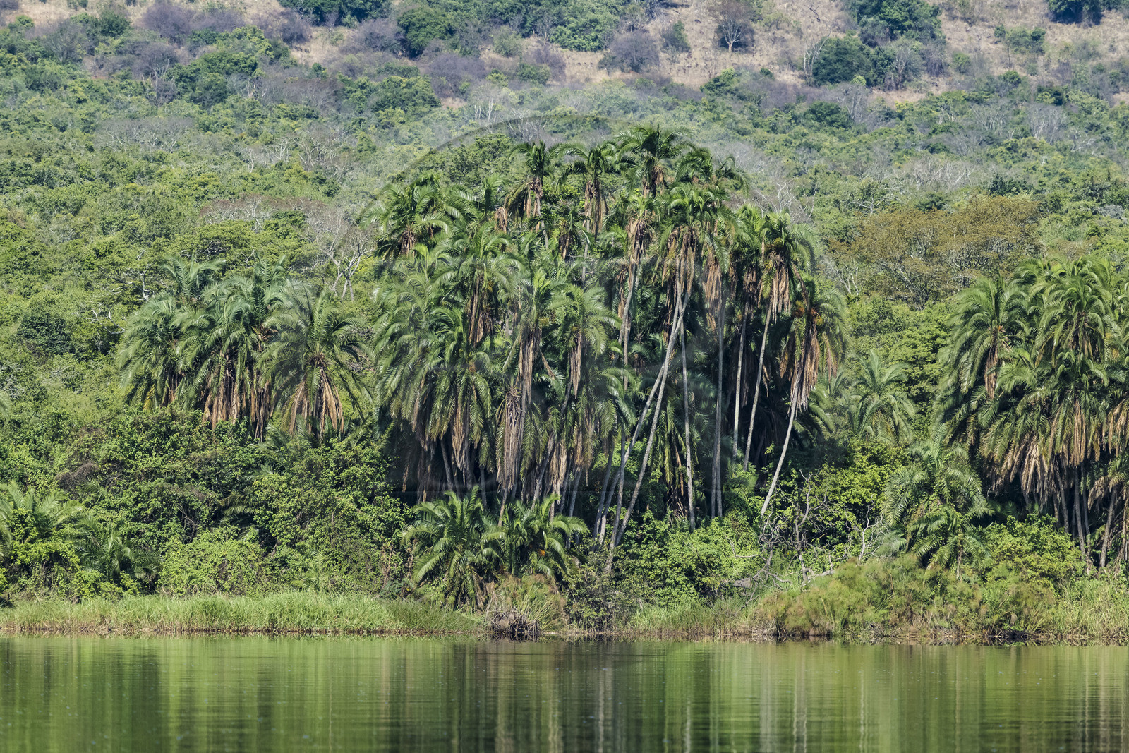 Rwanda, Parc national de l'Akagera, palmier en bordure du lac Ihema