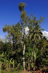 Tanzania, Morogoro district, Uluguru mountains, Bombax is a genus of mainly tropical trees in the mallow family, common names for the genus include Silk Cotton Tree, Simal, Red Cotton Tree, Kapok