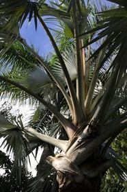 France, Ile de la Reunion, Petite Ile, jardin tropical, palmier bismarckia nobilis