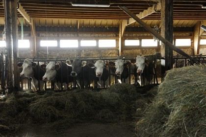 France, Haut-Rhin (68), la route des Crêtes, ferme auberge marcaire du Grand Hêtre, les vaches à l'étable