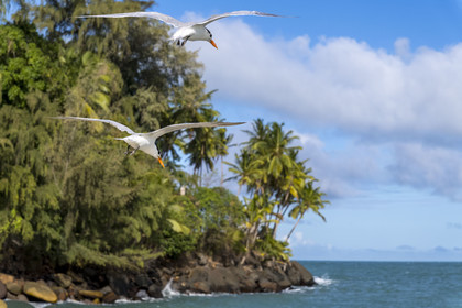 France, French Guiana, Kourou, Salvation Islands (Iles du Salut), Royal Island, royal tern (Thalasseus maximus)
