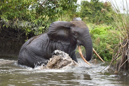 Gabon, Ogooue-Maritime Province, Loango National Park, Akaka site in the Fernan Vaz Lagoon, African forest elephant (Loxodonta cyclotis) crossing a river