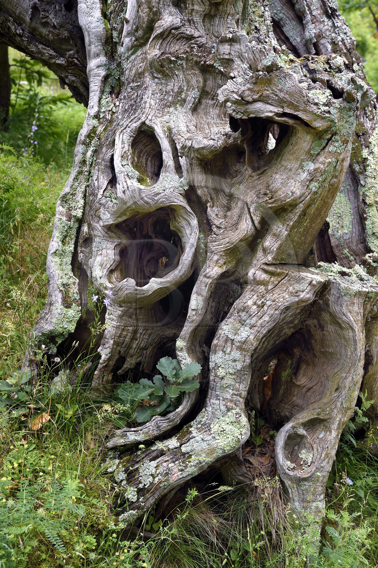 France, Var (83), Massif des Maures, Collobrières, tronc de chataignier
