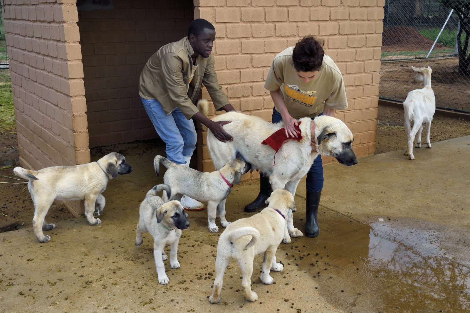 Namibie, Otjiwarongo, Cheetah Conservation Fund, centre de recherche et d'éducation, le Livestock Guarding Dog Program (programme chien de garde du bétail) du CCF a été très efficace pour réduire les taux de prédation et ainsi aussi l'inclinaison des agriculteurs à piéger ou tirer sur des guépards, élevage de chien Berger d'Anatolie aussi connu sous le nom de Kangal Namibie, Otjiwarongo, Cheetah Conservation Fund, centre de recherche et d'éducation, le Livestock Guarding Dog Program (programme chien de garde du bétail) du CCF a été très efficace pour réduire les taux de prédation et ainsi aussi l'inclinaison des agriculteurs à piéger ou tirer sur des guépards, élevage de chien Berger d'Anatolie aussi connu sous le nom de Kangal