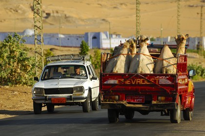 Egypt, Upper Egypt, Nubia, Nile Valley, Aswan, west bank, dromedaries on a pick up