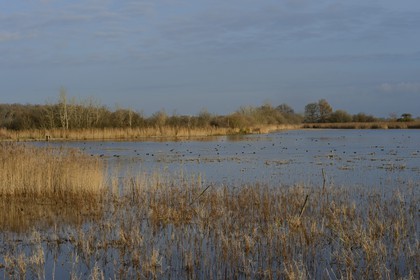 France, Indre, Berry, Parc Naturel Regional de la Brenne (Natural Regional Park of La Brenne), La Touche pond, ducks