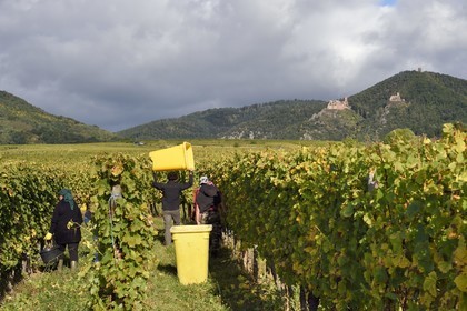 France, Haut Rhin, the Alsace Wine Route, Bergheim, grape harvest on a plot of the Wine estate Marcel Deiss and the three castles of Ribeauvillé in the background
